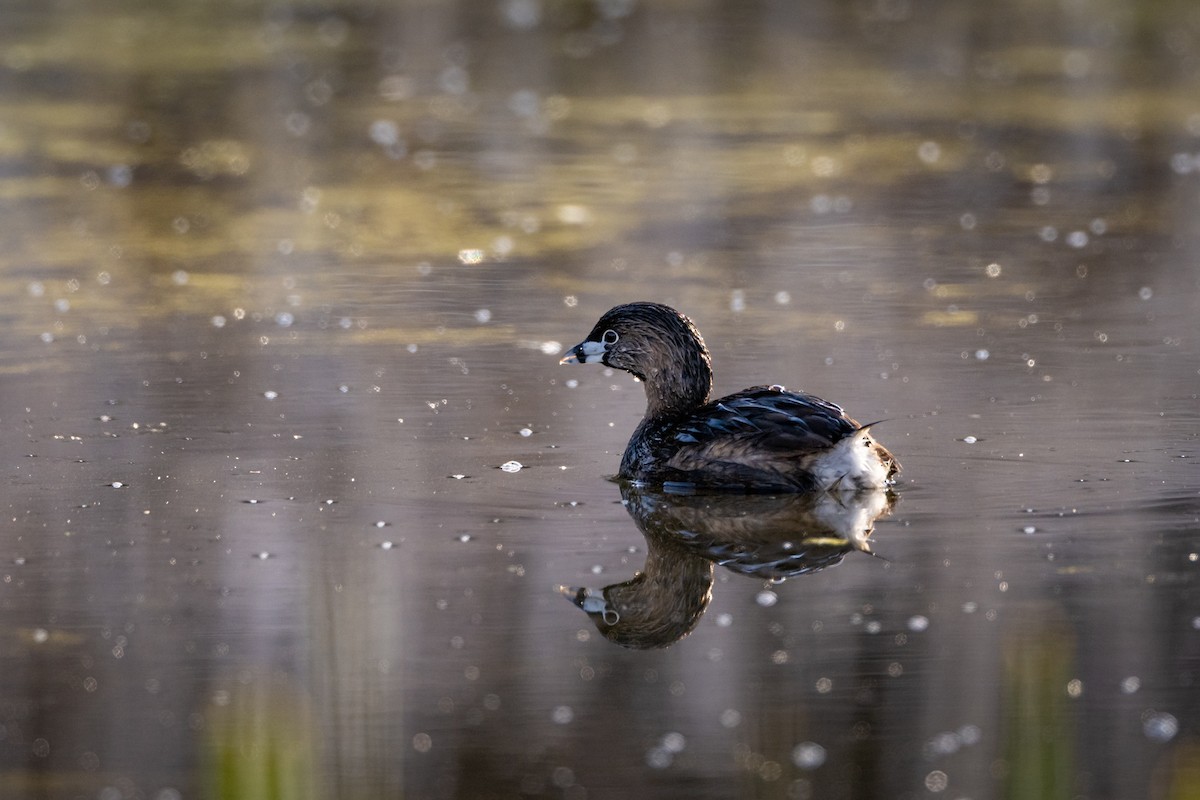 Pied-billed Grebe - ML567949101