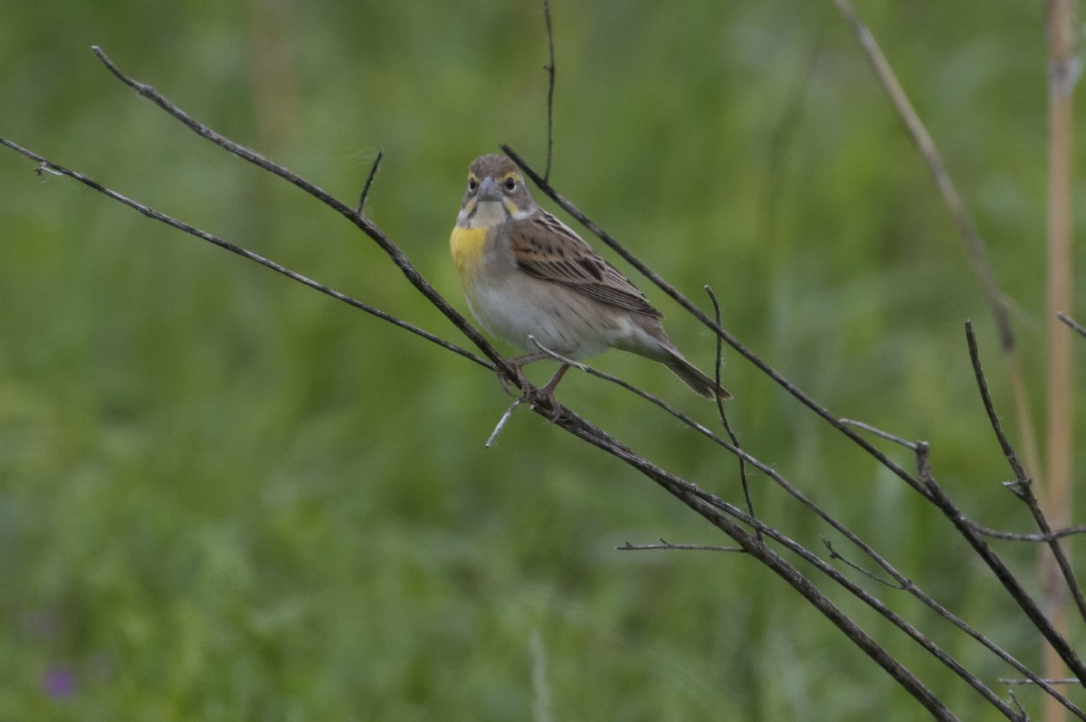 Dickcissel d'Amérique - ML56794961