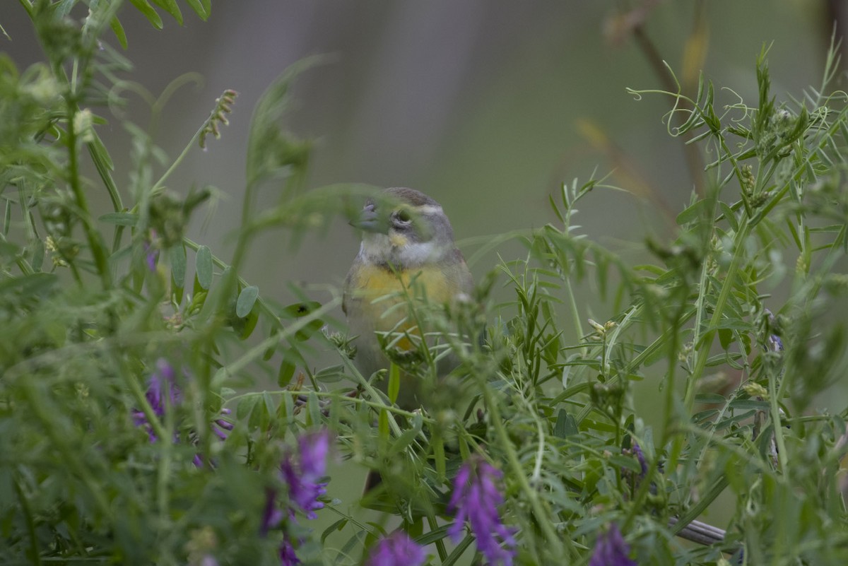 Dickcissel - ML56794981