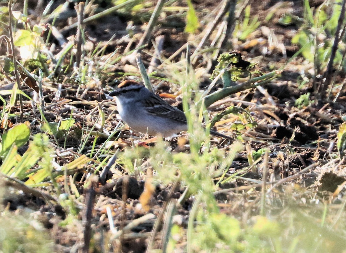 Chipping Sparrow - ML567949891