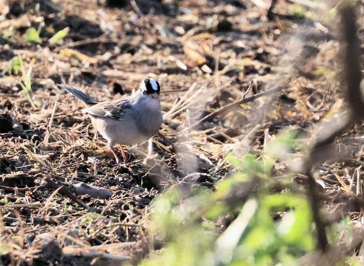 White-crowned Sparrow - ML567950131
