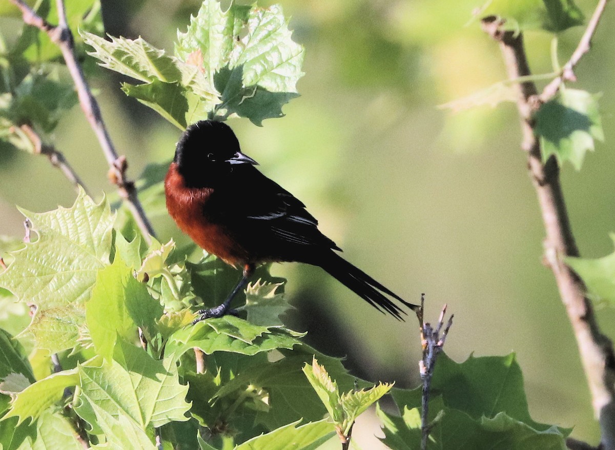 Orchard Oriole - ML567950241
