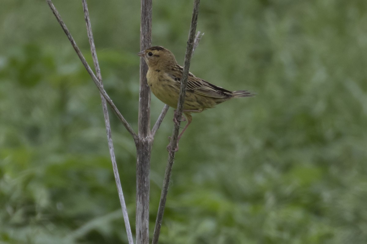 Bobolink - ML56795081