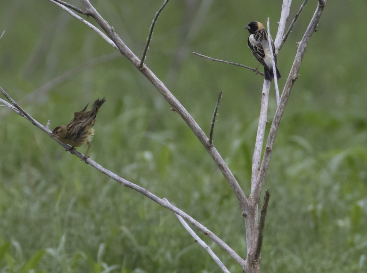 bobolink americký - ML56795091