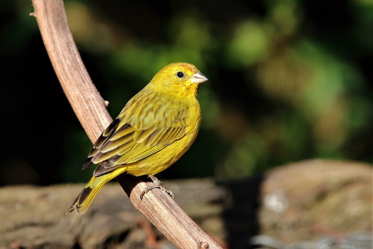 Saffron Finch - Fabio Landmeier