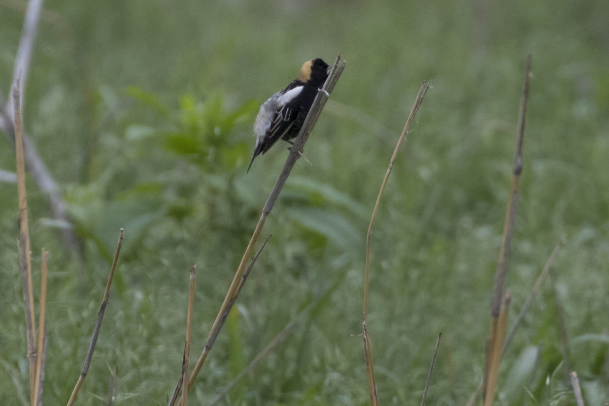 Bobolink - Michael Todd