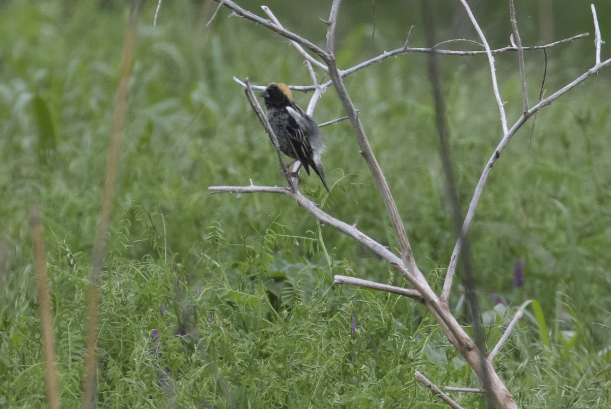 bobolink americký - ML56795111