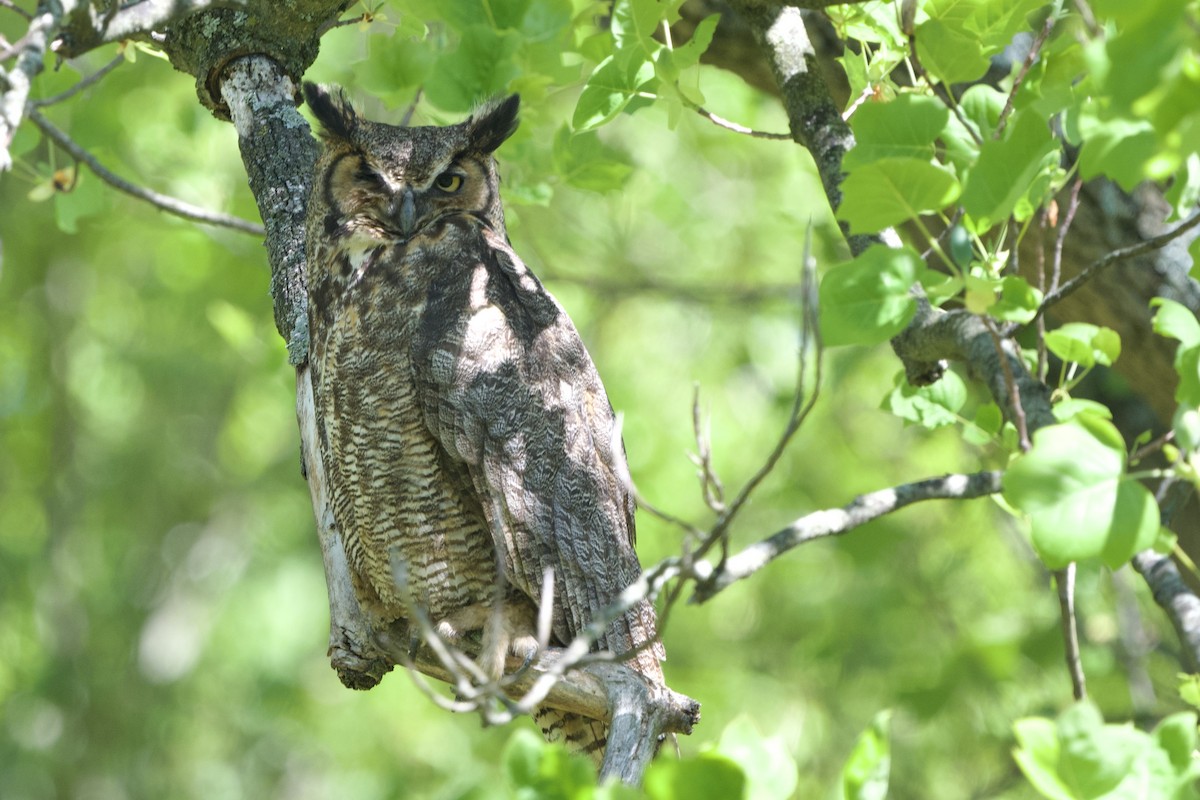 Great Horned Owl - ML567951921