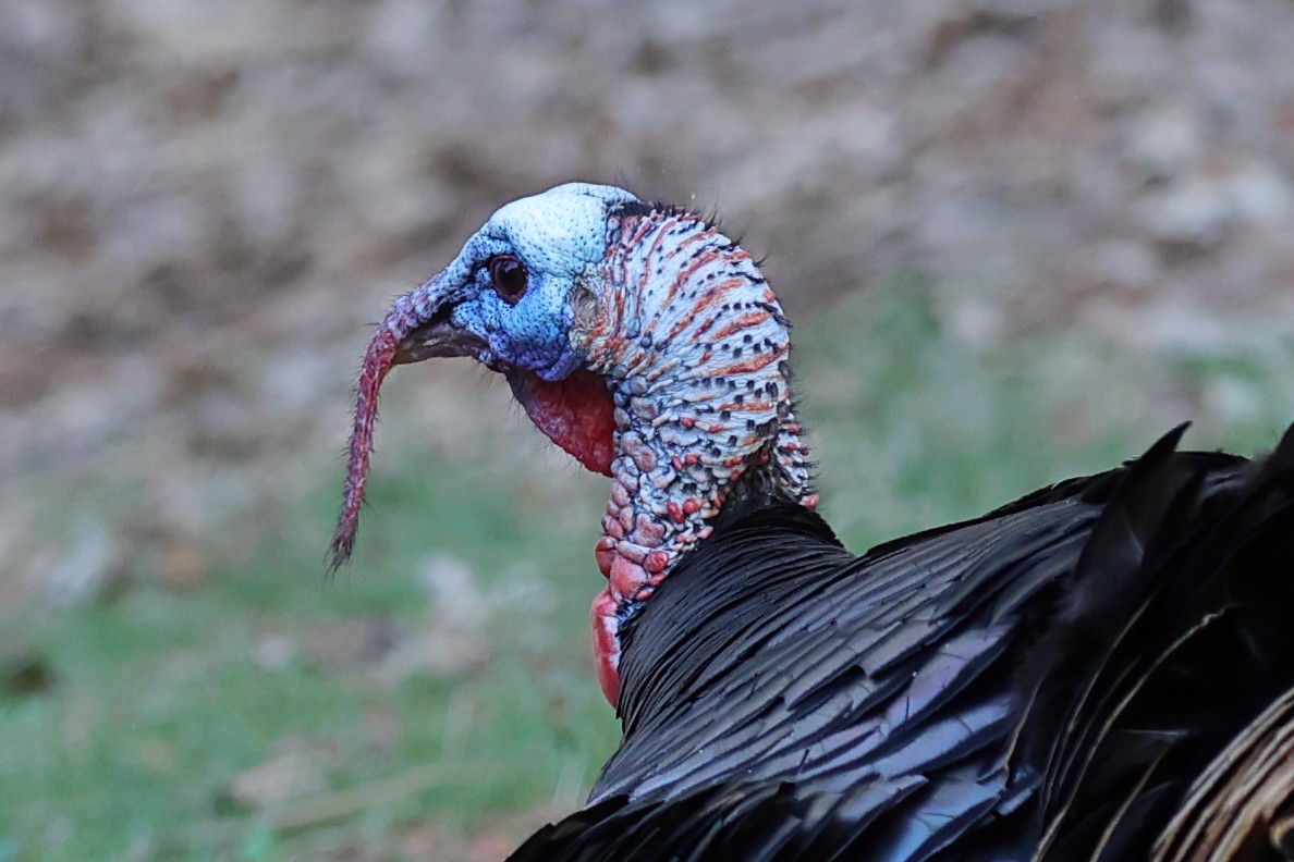 Wild Turkey - ML567952501