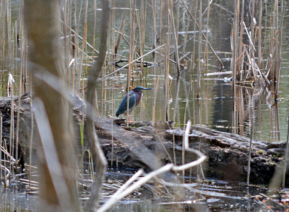 Green Heron - ML567953111