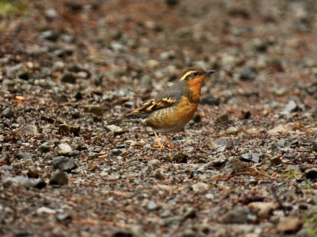 Varied Thrush - ML567954611