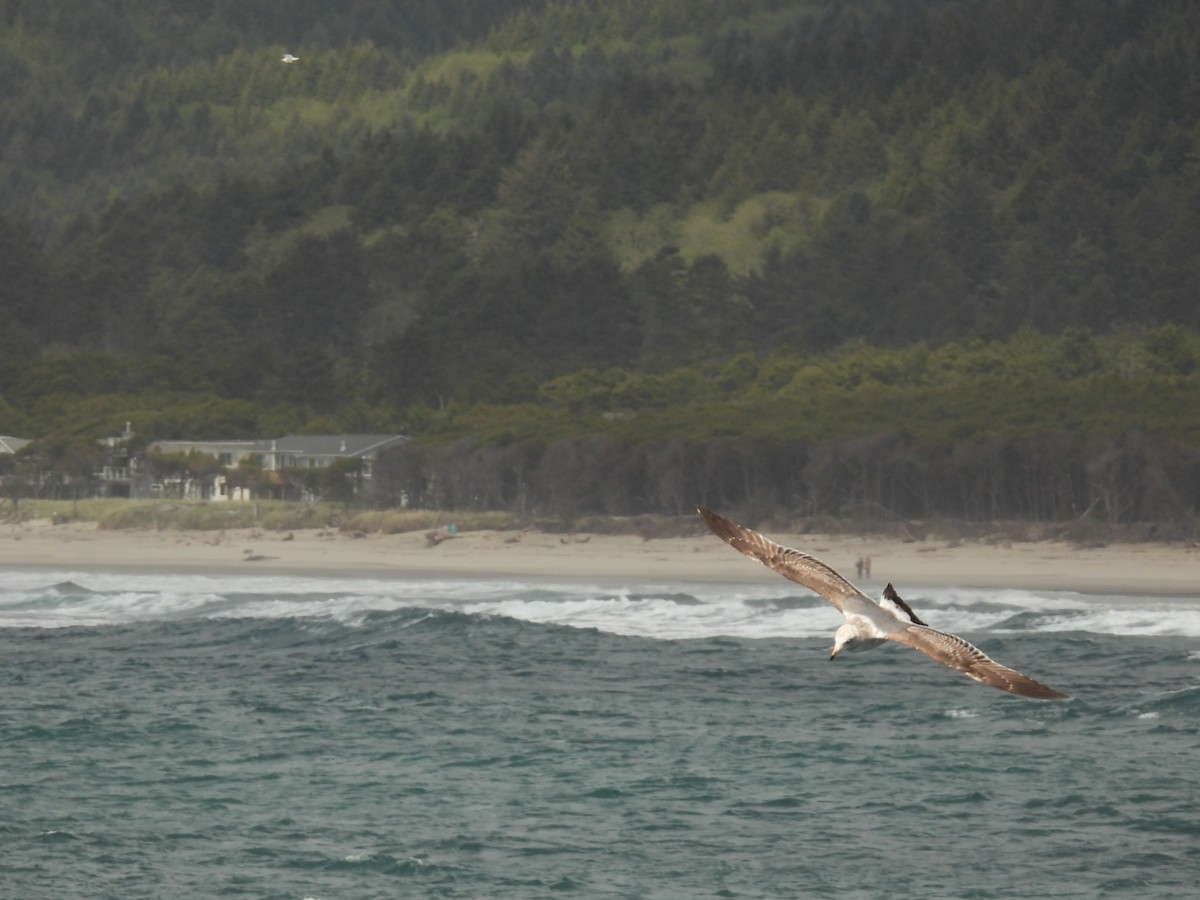 Ring-billed Gull - ML567955651