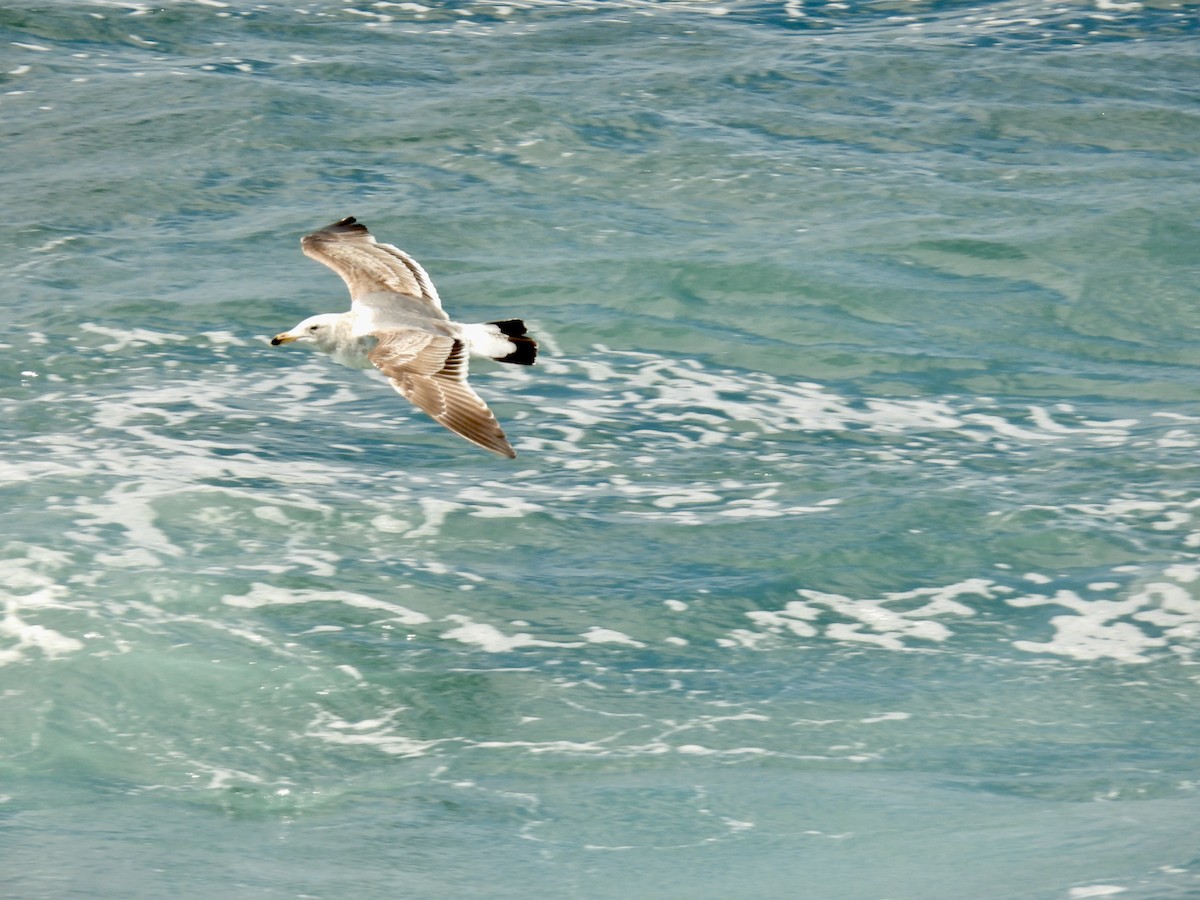 Ring-billed Gull - ML567955681