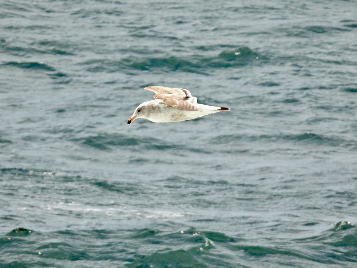 Ring-billed Gull - ML567955741