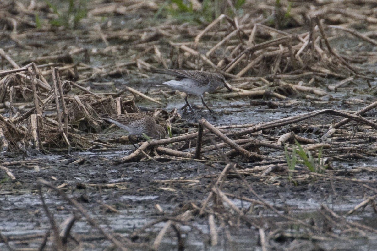 White-rumped Sandpiper - ML56795581