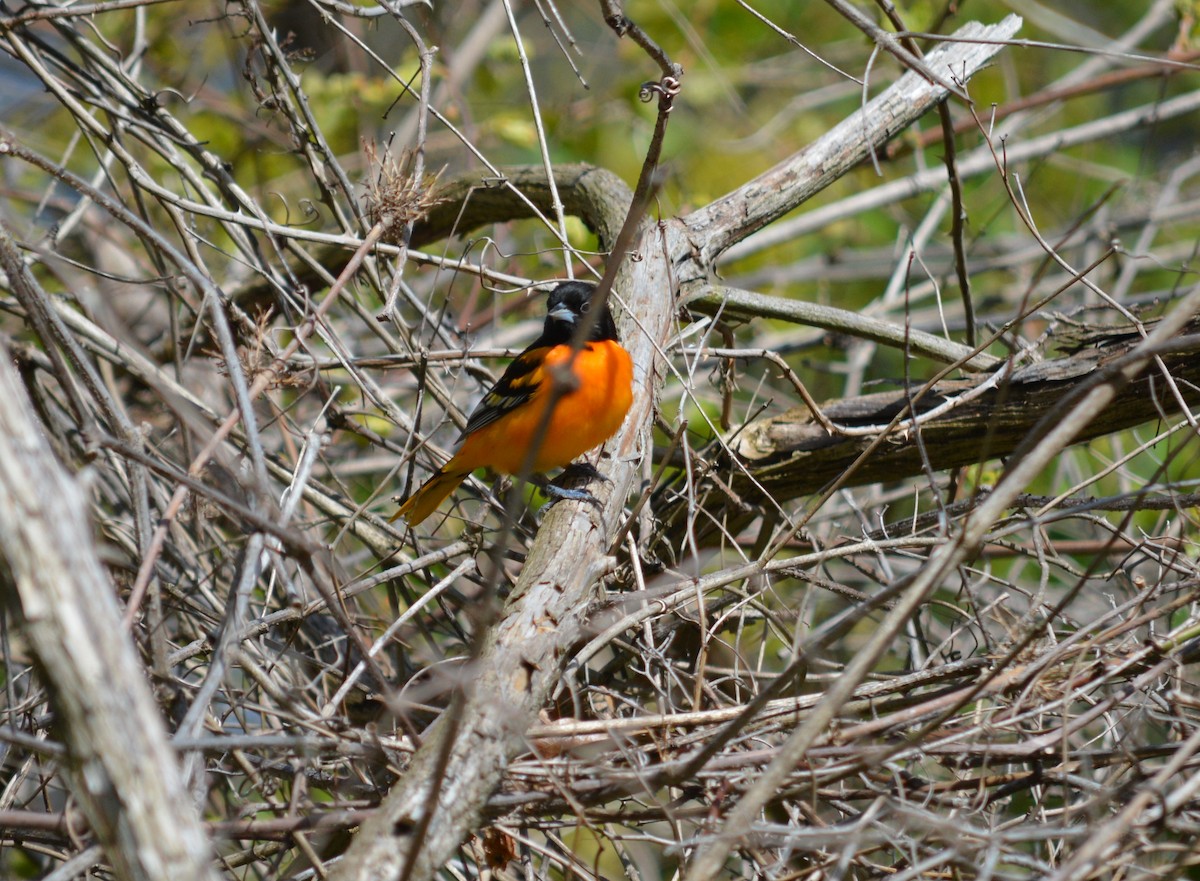 trupiál baltimorský - ML567956831