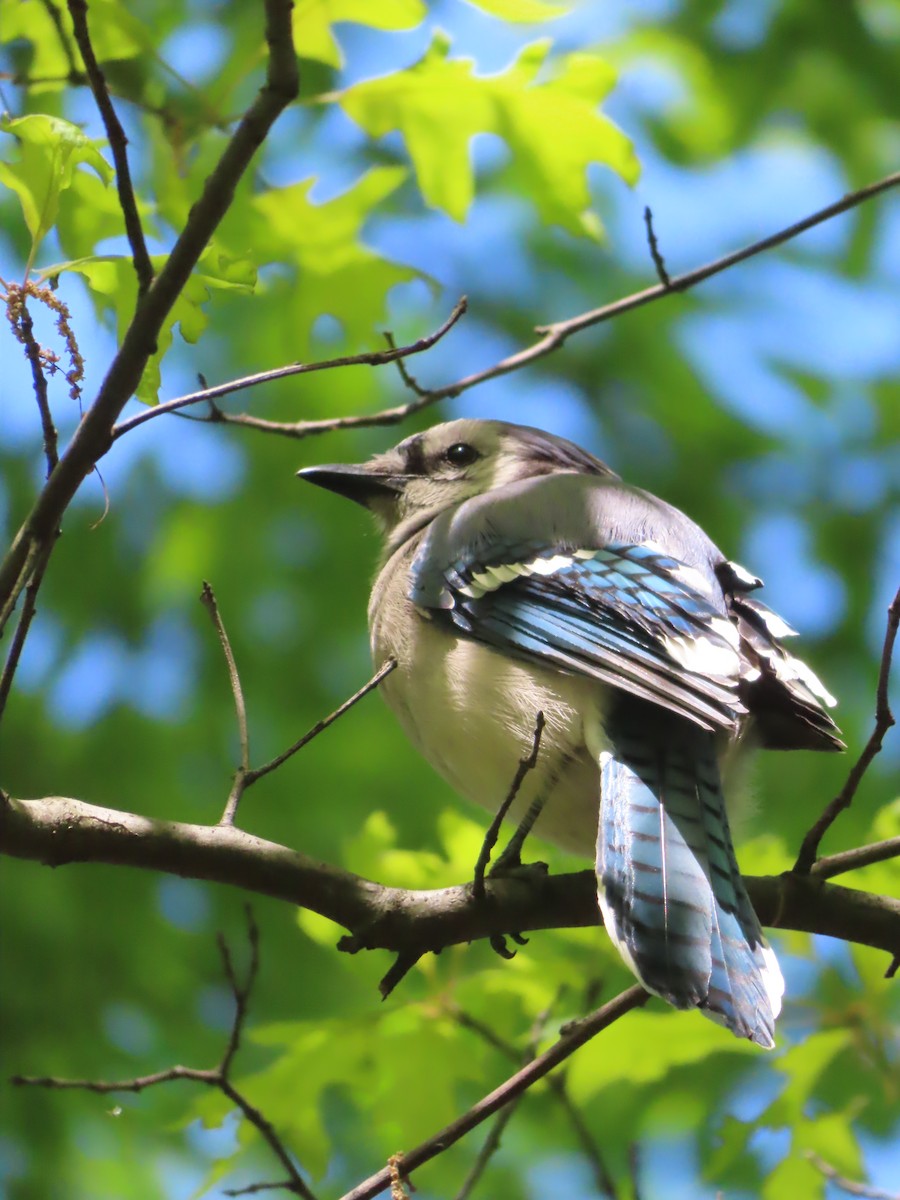 Blue Jay - ML567957311