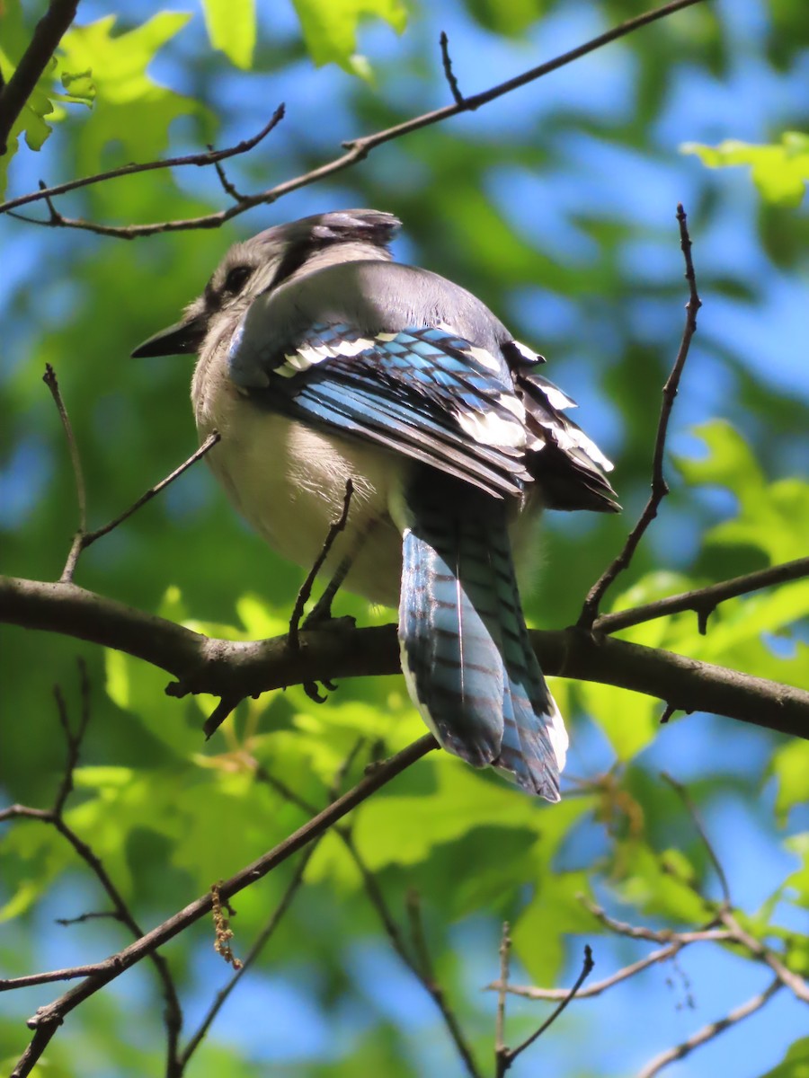 Blue Jay - ML567957371