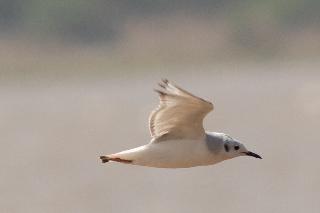 Bonaparte's Gull - ML567957501