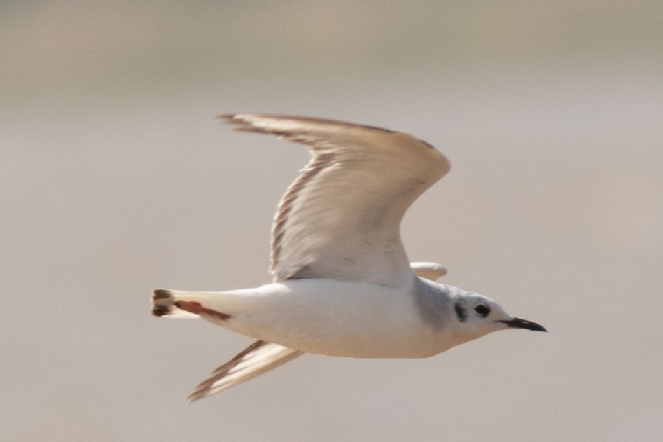 Bonaparte's Gull - ML567957511