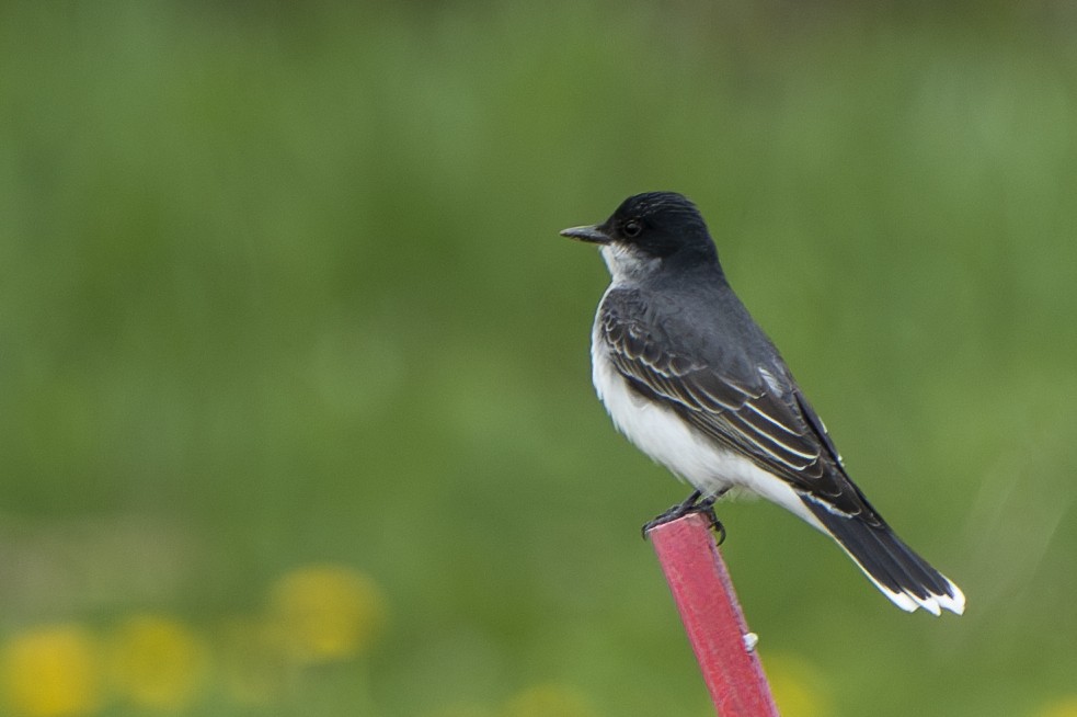 Eastern Kingbird - ML567957551