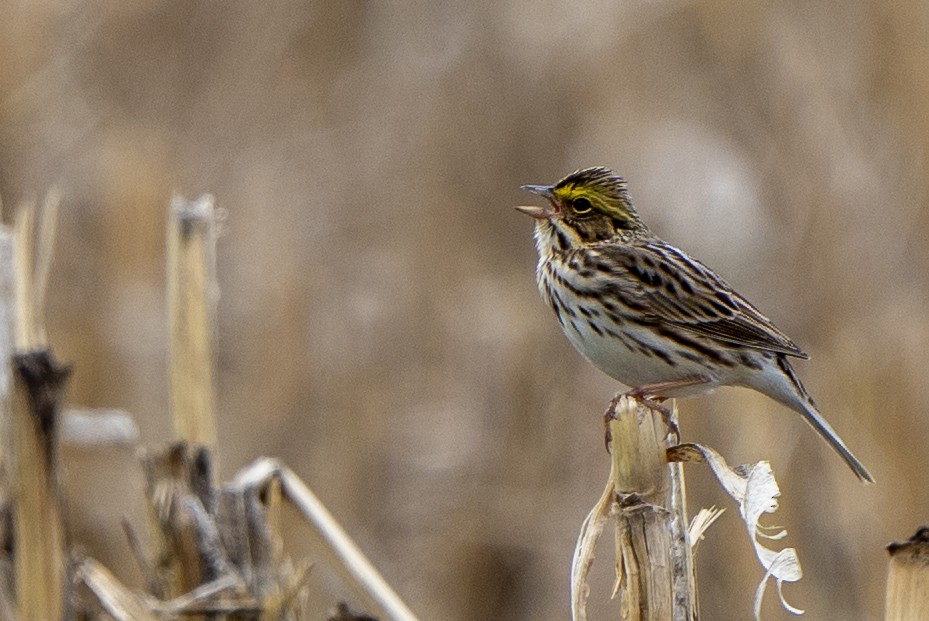 Savannah Sparrow - ML567957671