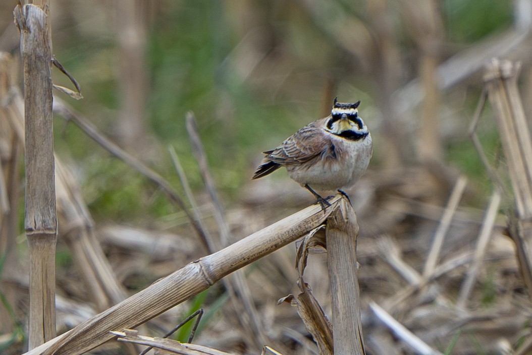 Horned Lark - ML567957891