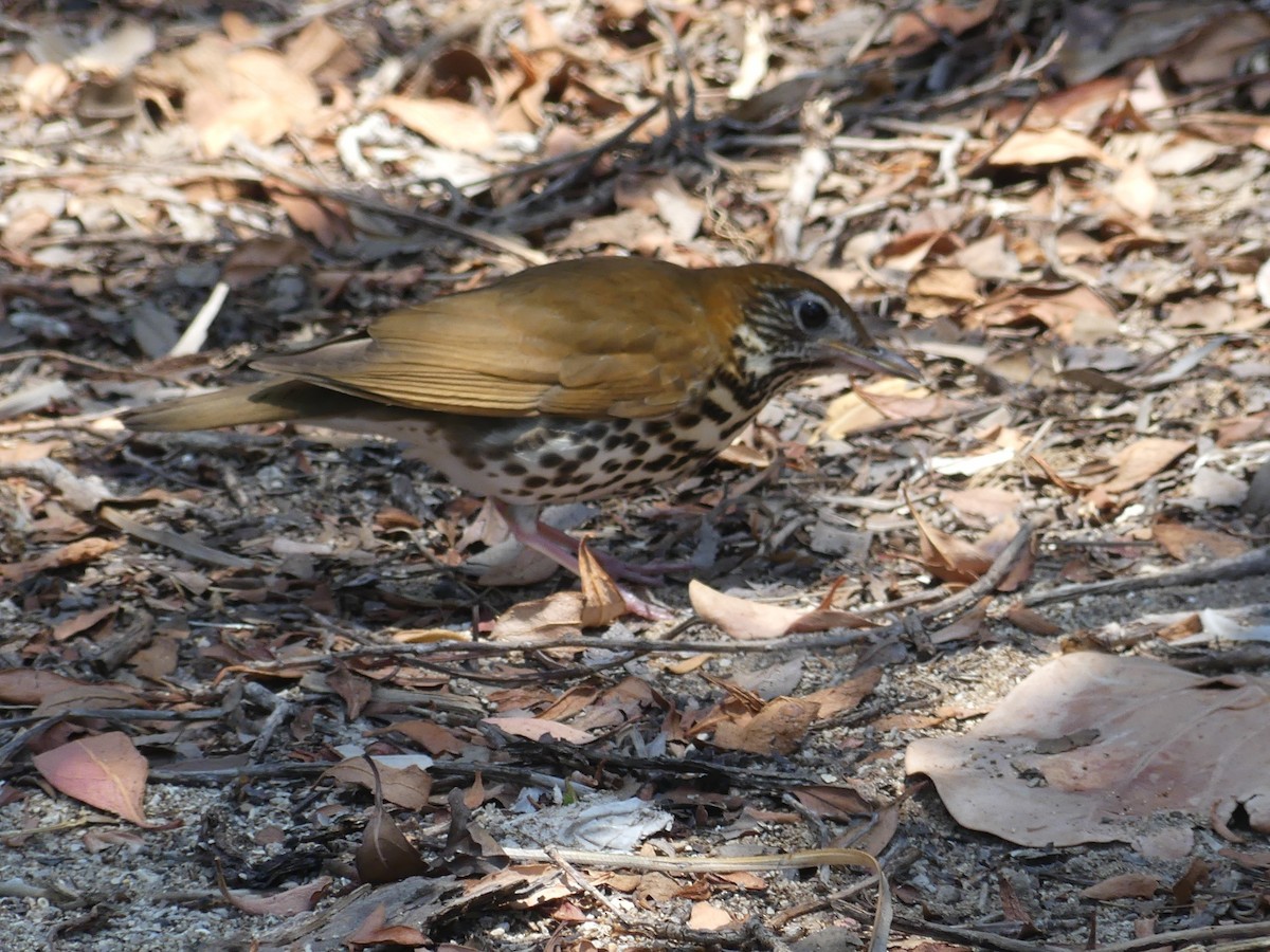 Wood Thrush - ML567959281
