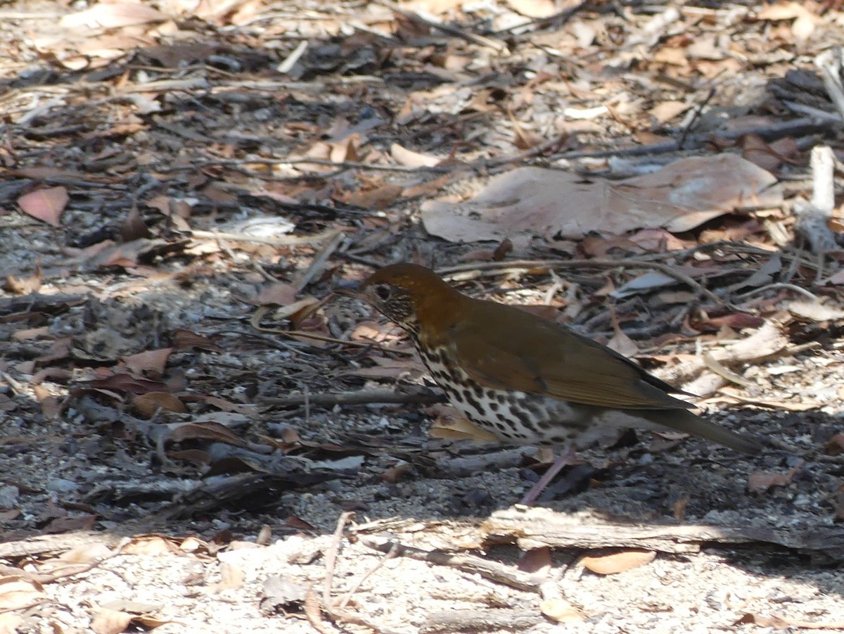 Wood Thrush - ML567959291