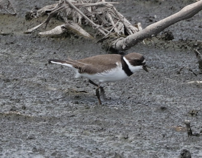 Semipalmated Plover - ML567959571