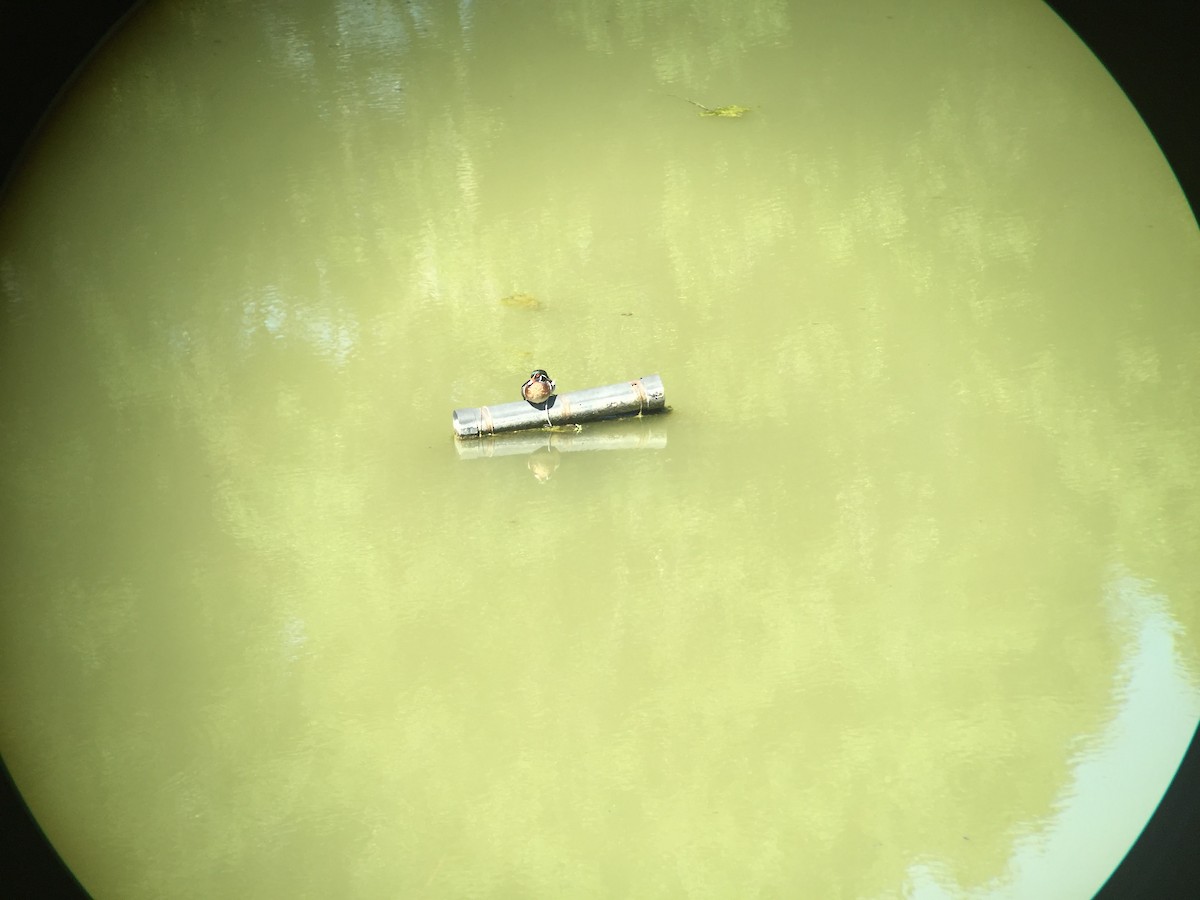 Wood Duck - ML56796091