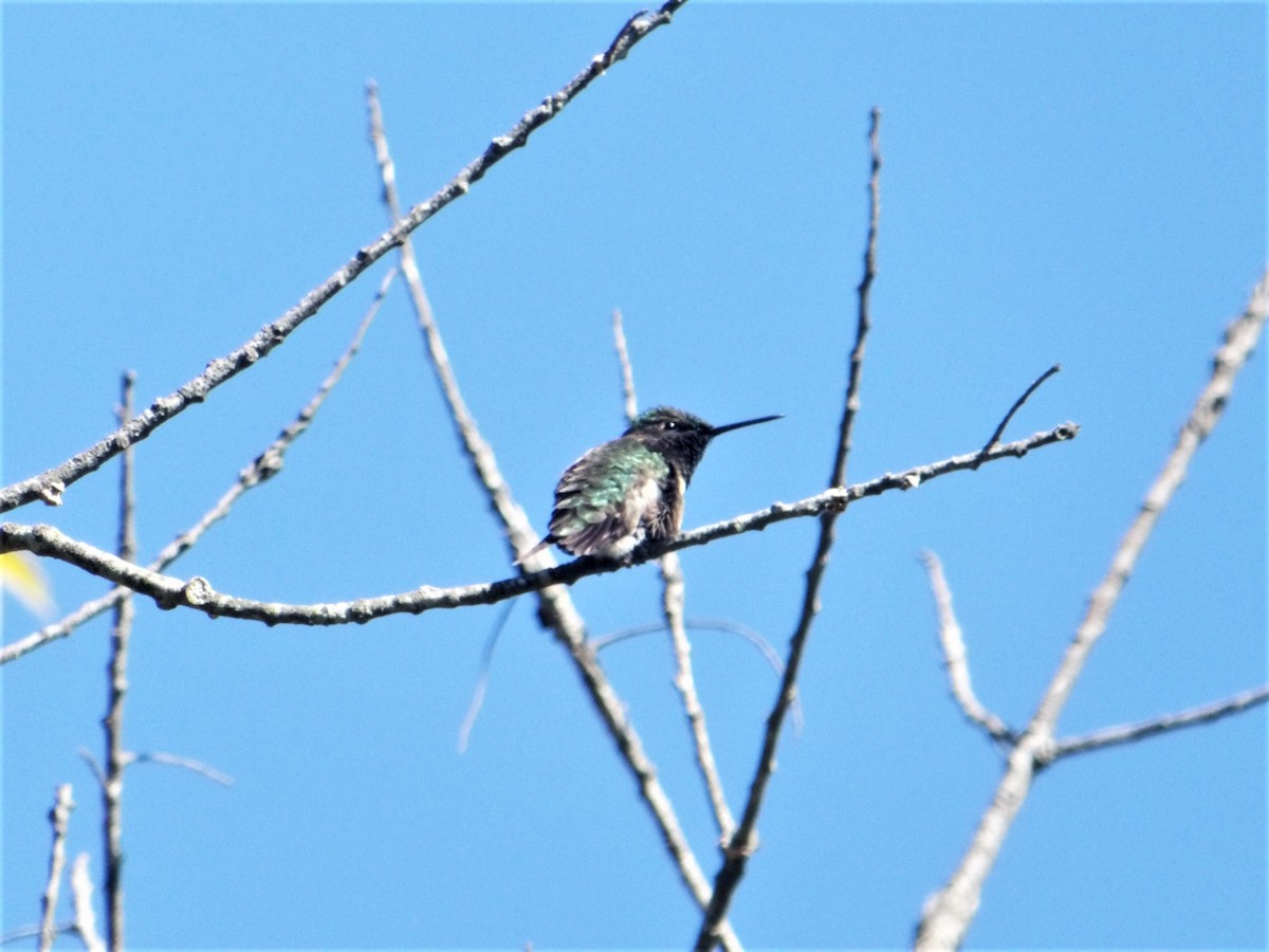 Ruby-throated Hummingbird - ML567961291