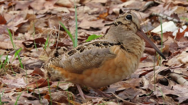 American Woodcock - ML567961751