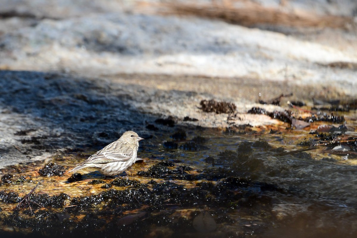 Pine Siskin - ML567961871