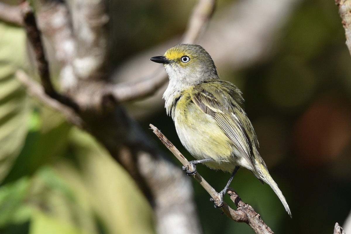 White-eyed Vireo - ML567964331