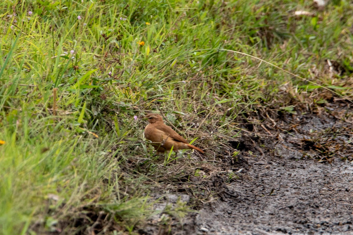 Rufous Hornero - Felipe Penedo