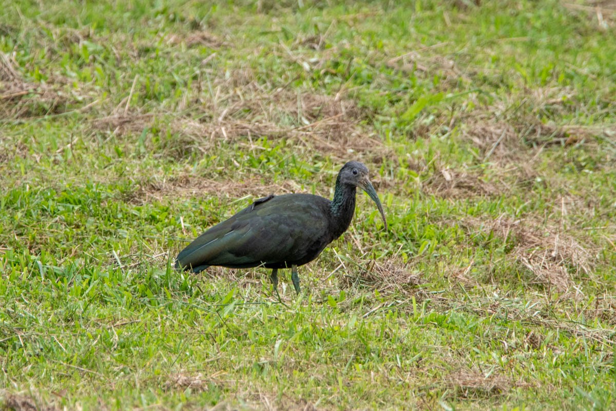 Green Ibis - Felipe Penedo