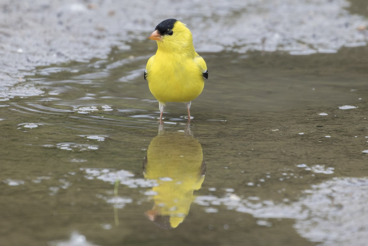 Chardonneret jaune - ML56796461