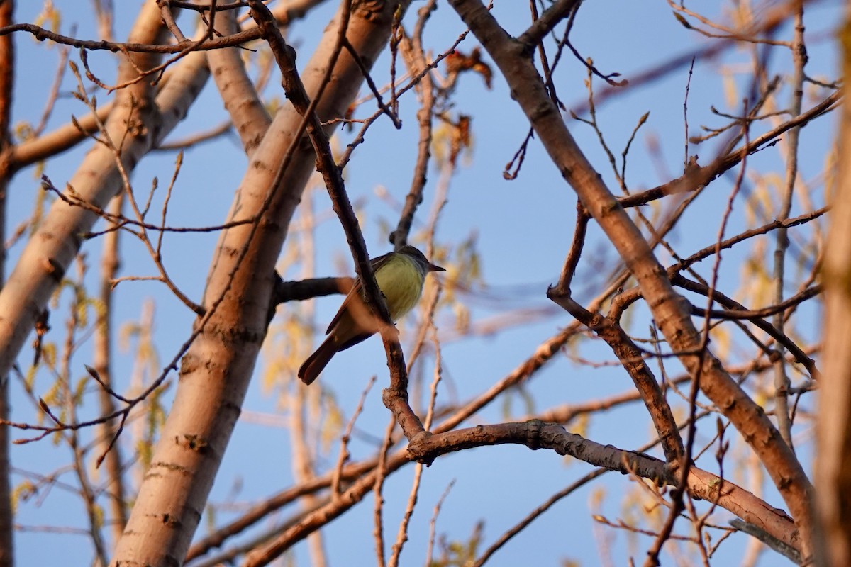 Great Crested Flycatcher - David Servos