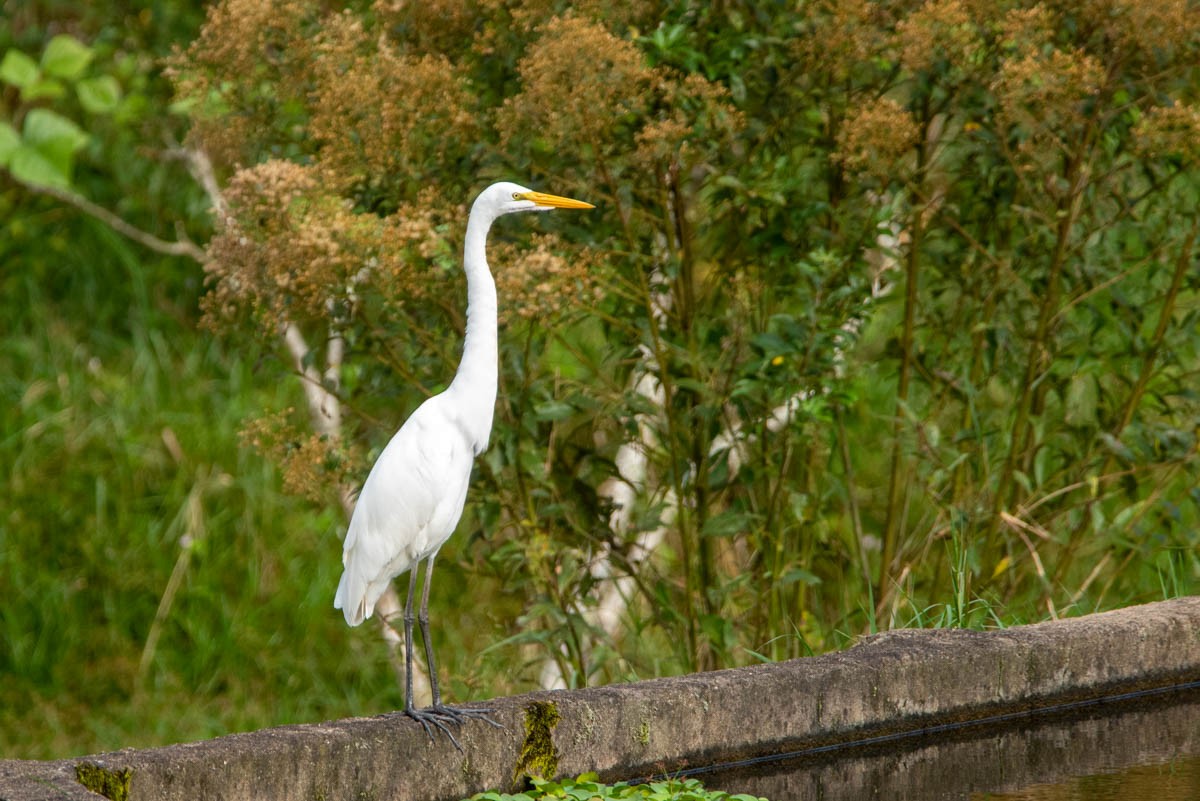 Grande Aigrette - ML567964801