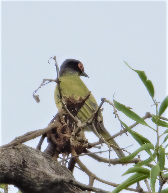 Green Figbird - ML567965721