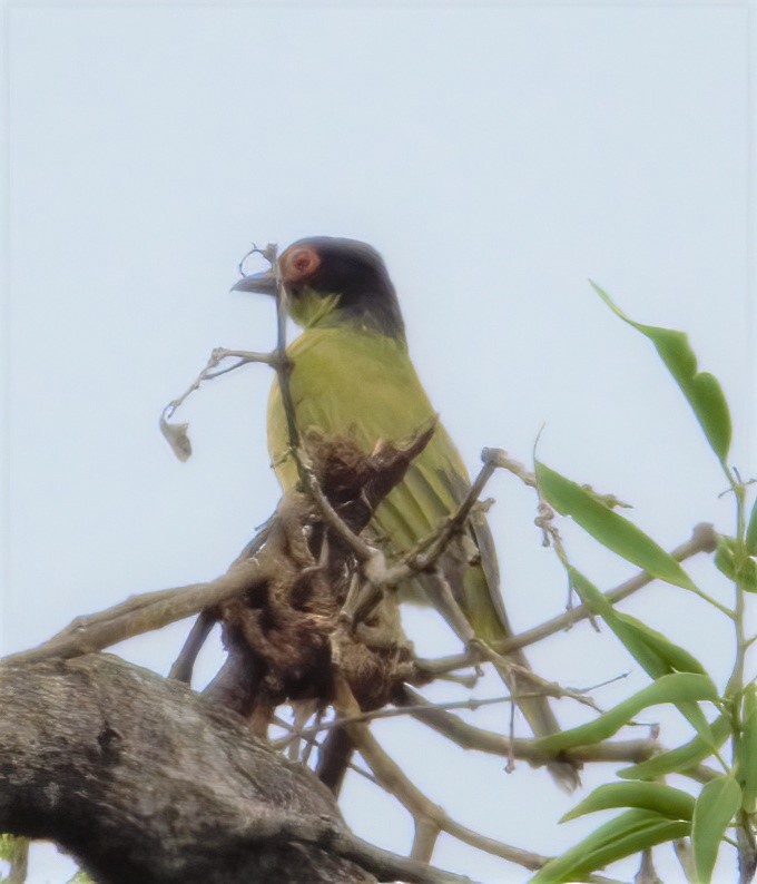 Green Figbird - ML567965751