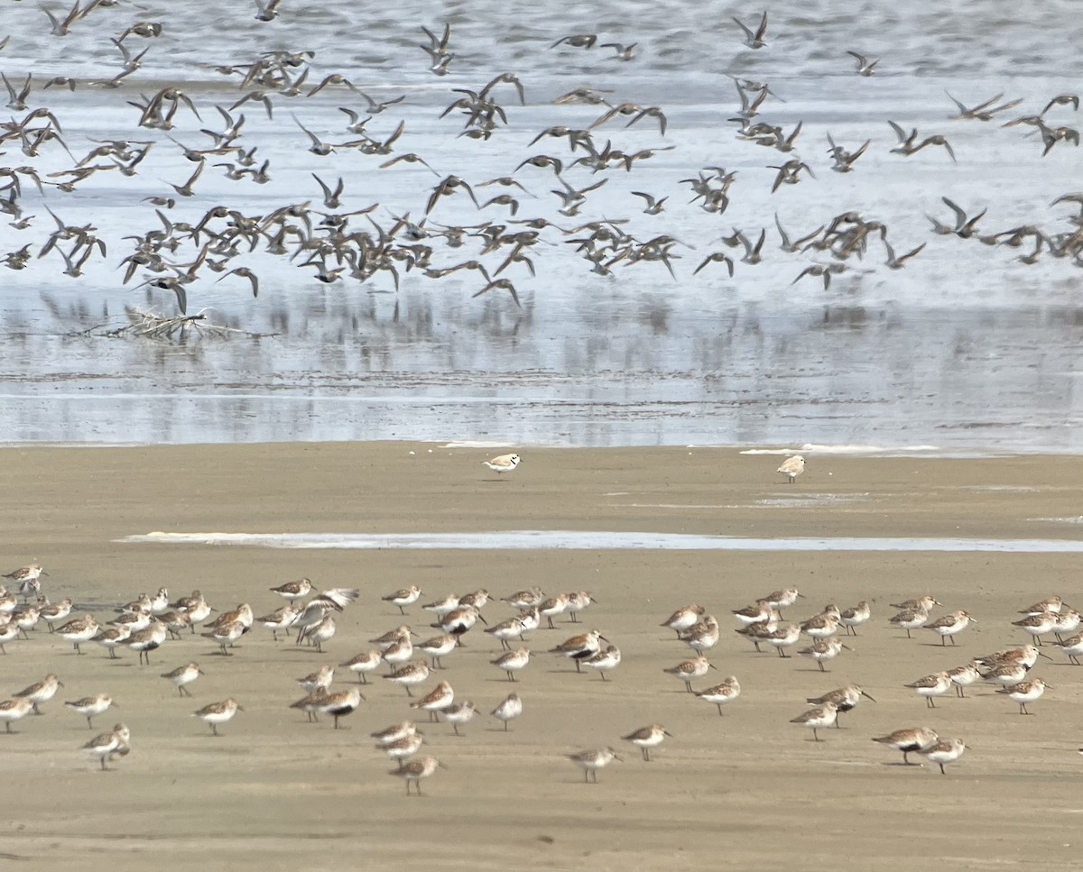 Snowy Plover - ML567966411