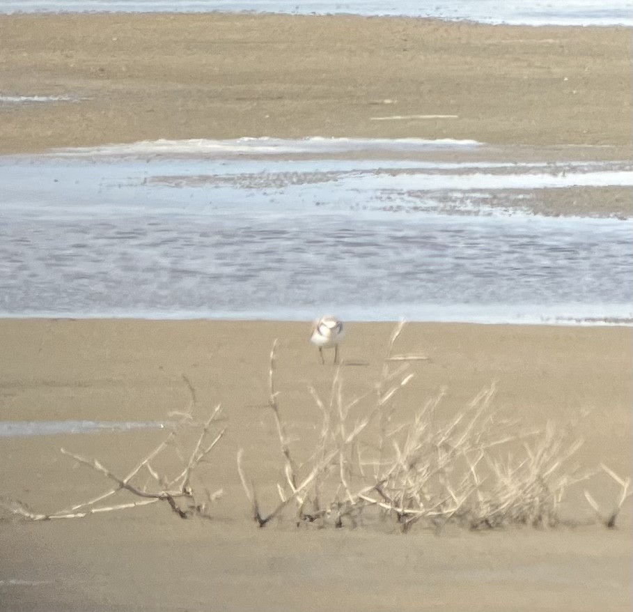 Snowy Plover - ML567966421