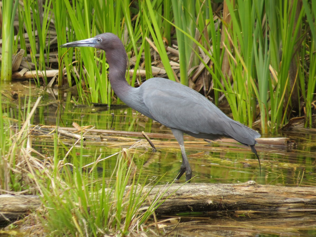 Little Blue Heron - ML567966901