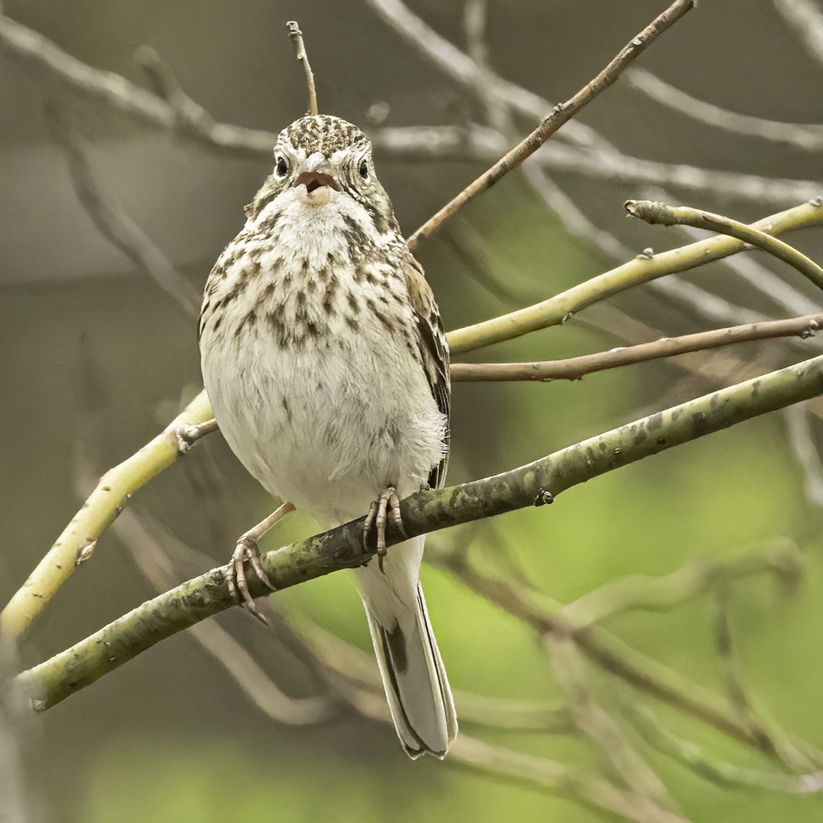 Vesper Sparrow - ML567967401