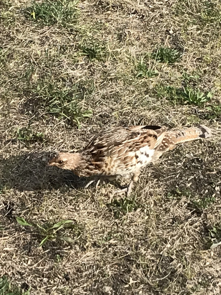 Ruffed Grouse - ML567968081