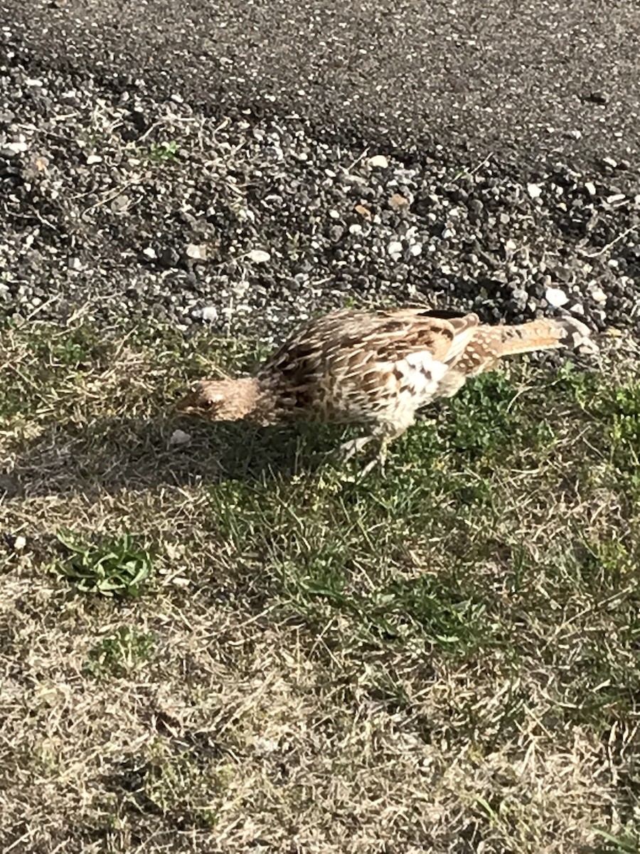 Ruffed Grouse - ML567968091