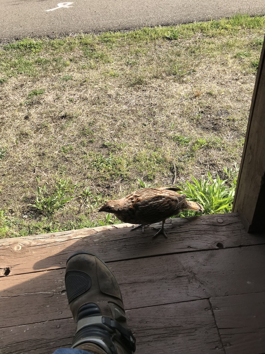 Ruffed Grouse - ML567968101