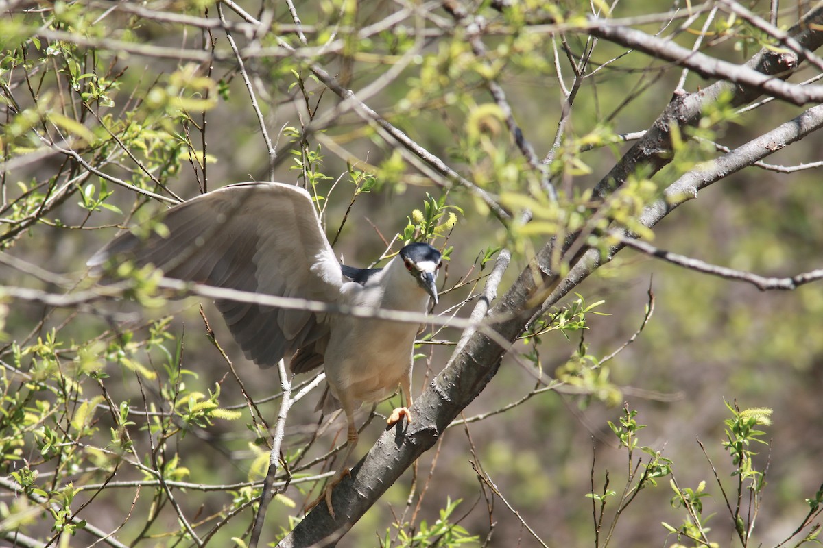 Black-crowned Night Heron - Richard Garrigus